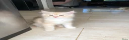Maine Coon cats for sale: Stunning Maine Coon kittens ready for a new home. - Advert 22