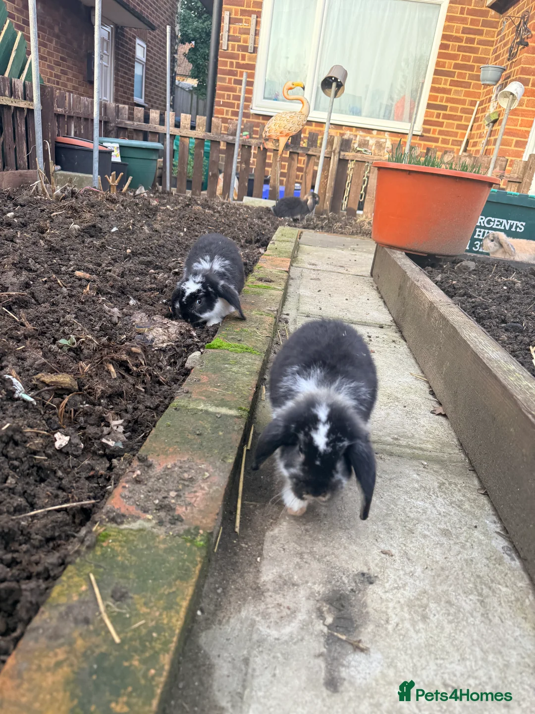 French Lop rabbits for sale: Litter Of Giant French Lops🐰 - Advert 2