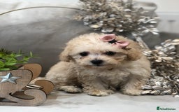 Poochon dogs for sale: Tiny babies ❤️❤️❤️ - Advert 3