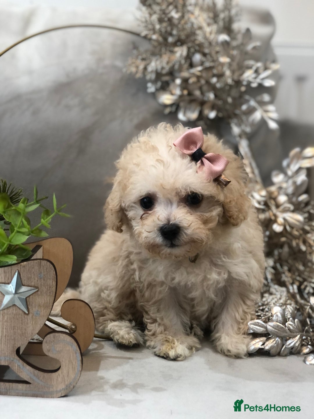 Poochon dogs for sale: Tiny babies ❤️❤️❤️ - Advert 3