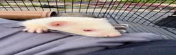 Ferret rodents for sale: Ferret kits for sale - Advert 4