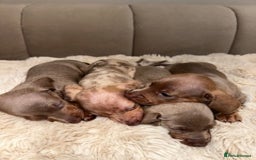 Miniature Dachshund dogs for sale: Stunning ISABELLA miniature dachshunds  - Image 16
