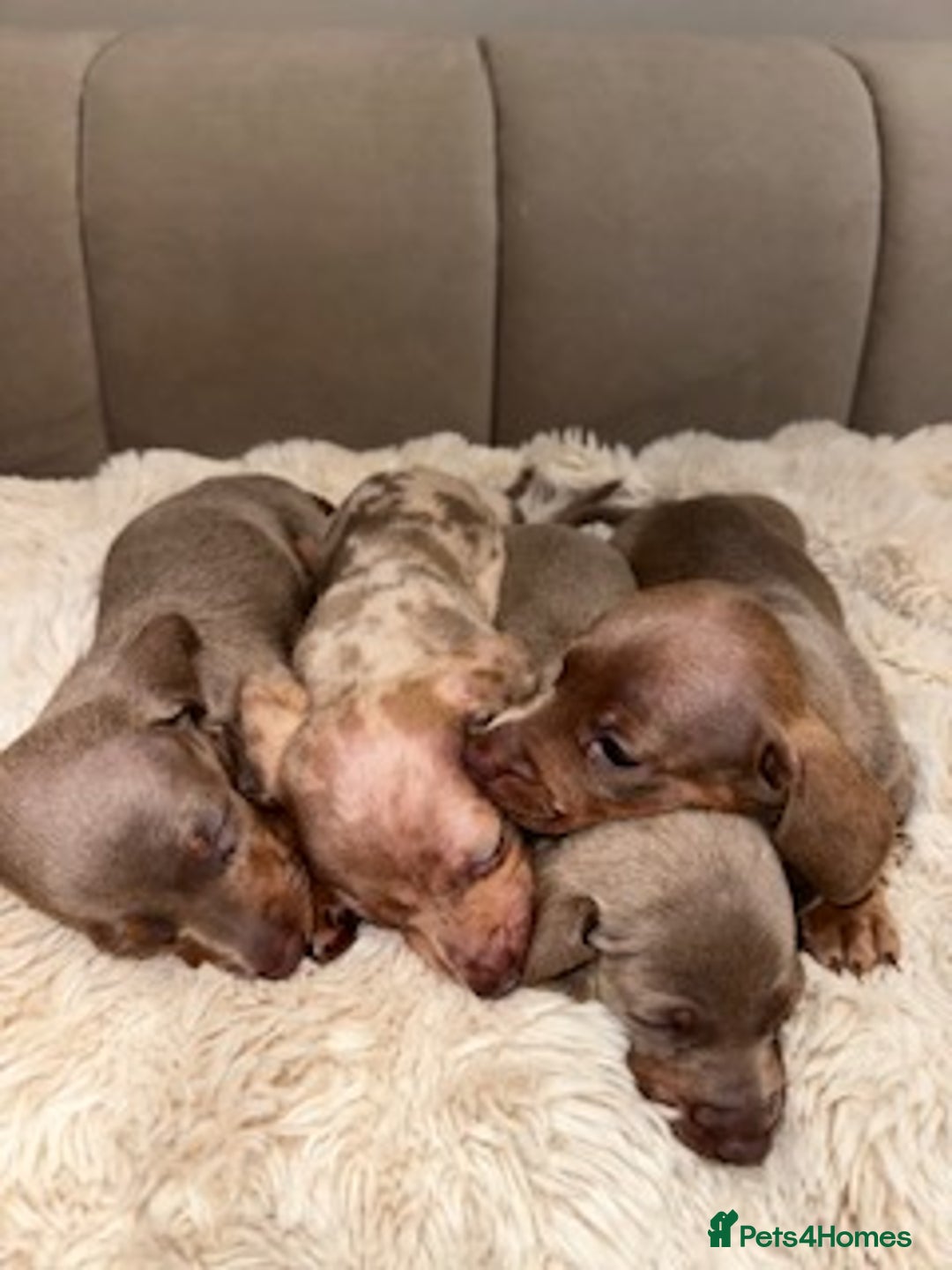 Miniature Dachshund dogs for sale: Stunning ISABELLA miniature dachshunds  - Image 16