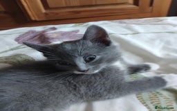 Mixed Breed cats for sale: Mixed Breed kittens for sale  - Image 2