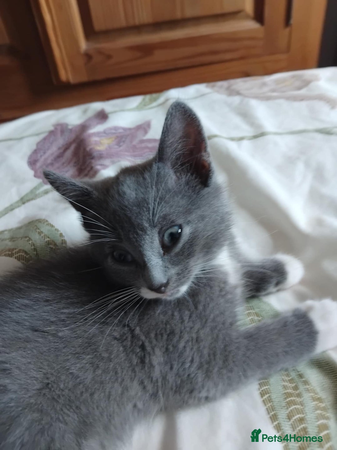 Mixed Breed cats for sale: Mixed Breed kittens for sale  - Image 2