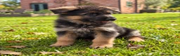 German Shepherd dogs for sale: World class German Shepherds - Advert 14