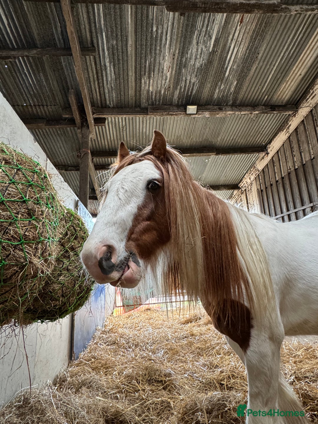 Irish Cob horses for sale: Gelding cob - Advert 6