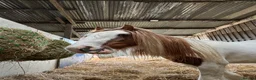 Irish Cob horses for sale: Gelding cob - Advert 6