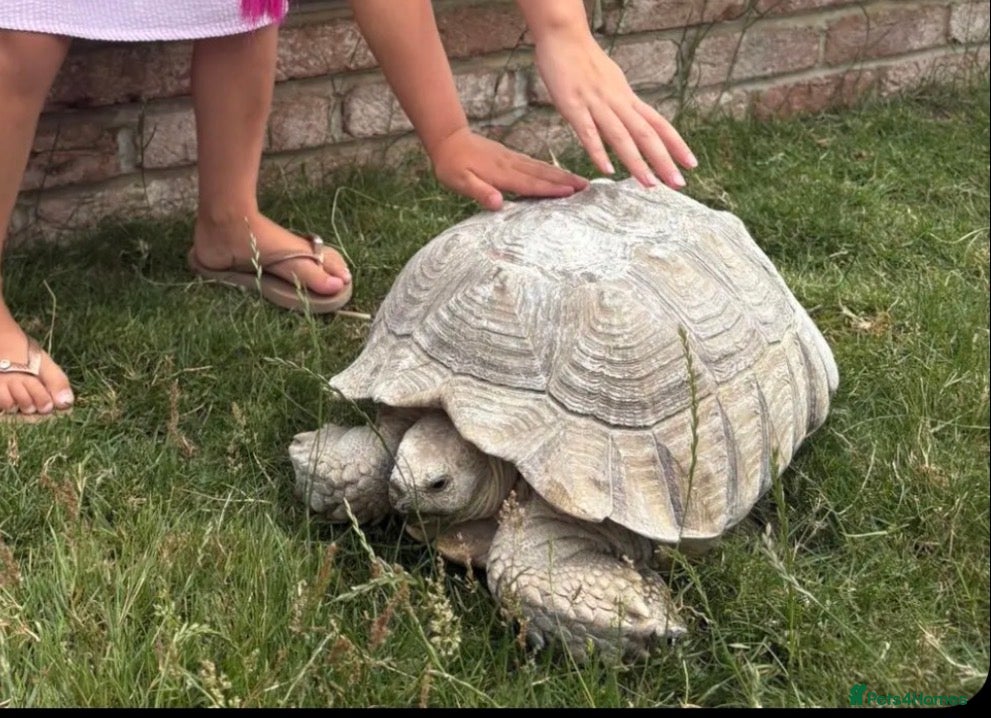 Tortoise reptiles Sulcata tortoises for sale  - Advert 1