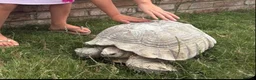 Tortoise reptiles for sale: Sulcata tortoises for sale  - Advert 1