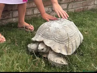 Tortoise reptiles Sulcata tortoises for sale - Advert 1