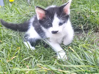 Mixed Breed cats Beautiful kittens - Advert 7