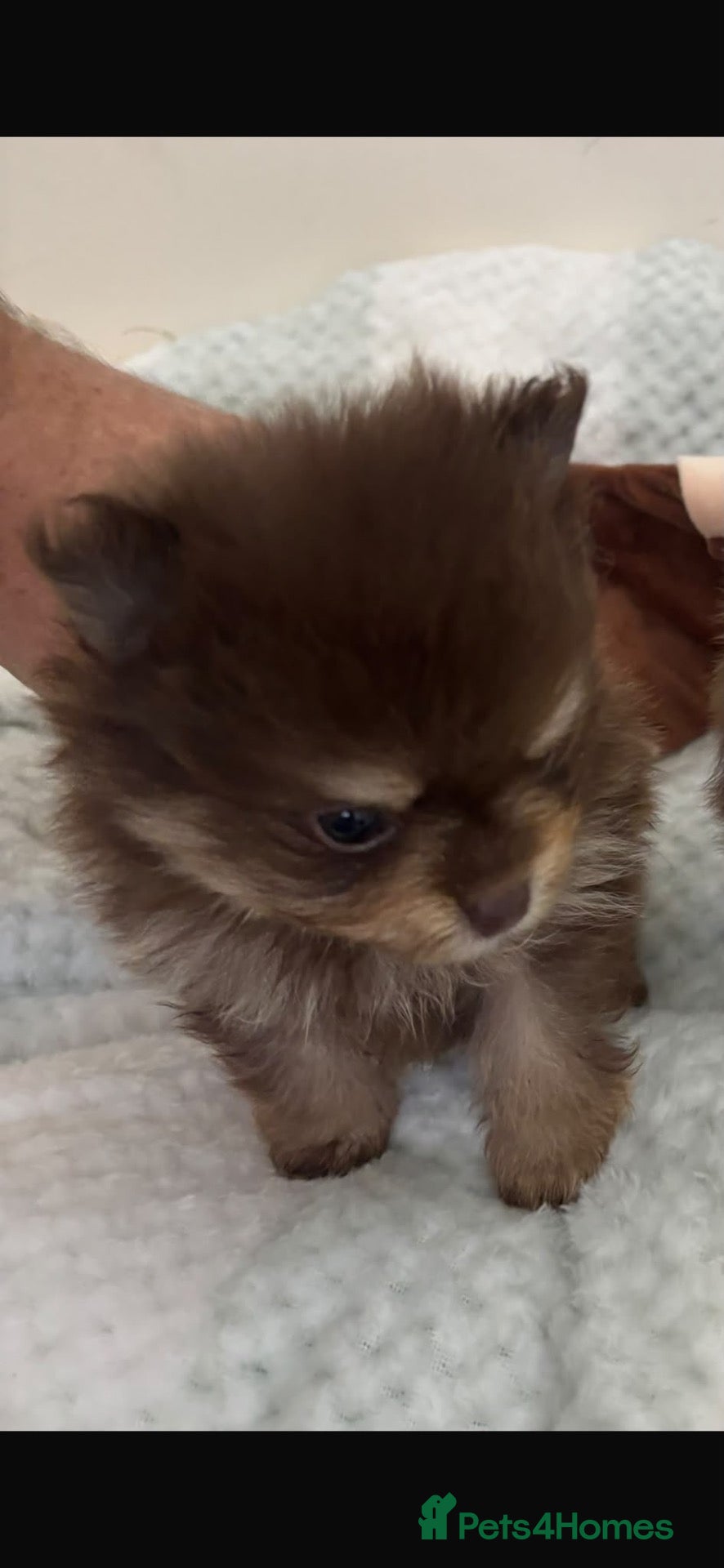 Pomeranian dogs  STUNNING POMERANIAN PUPPIES - Advert 1