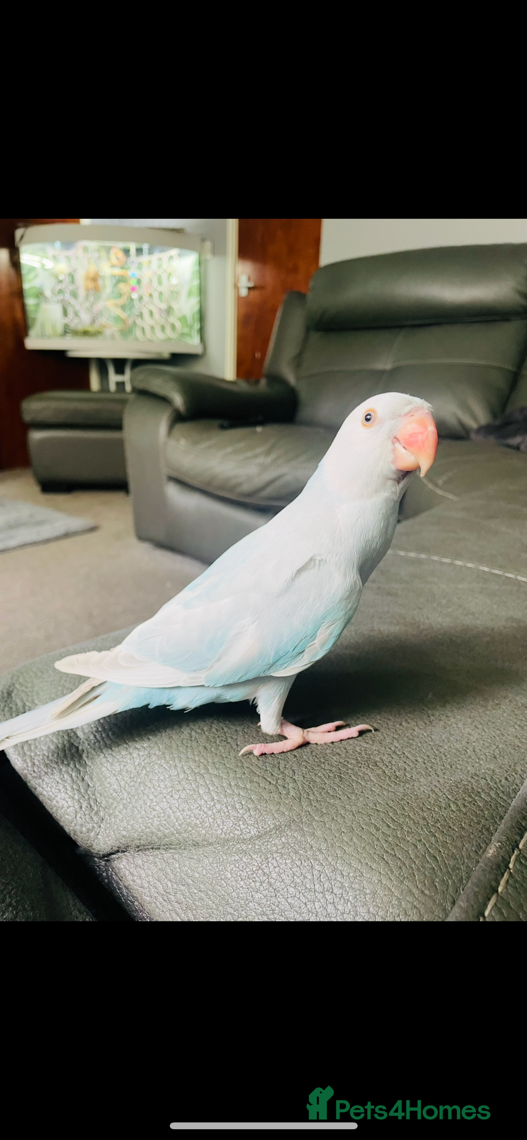 Ringnecks birds for sale:  Beautiful female Ringneck - Image 3
