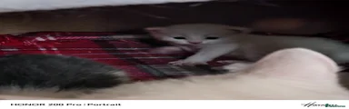 Khao Manee Kitten 1