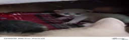 Khao Manee cats for sale: Beautiful kittens - Advert 5