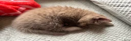 British Shorthair cats for sale: Cinnamon girl  - Advert 3