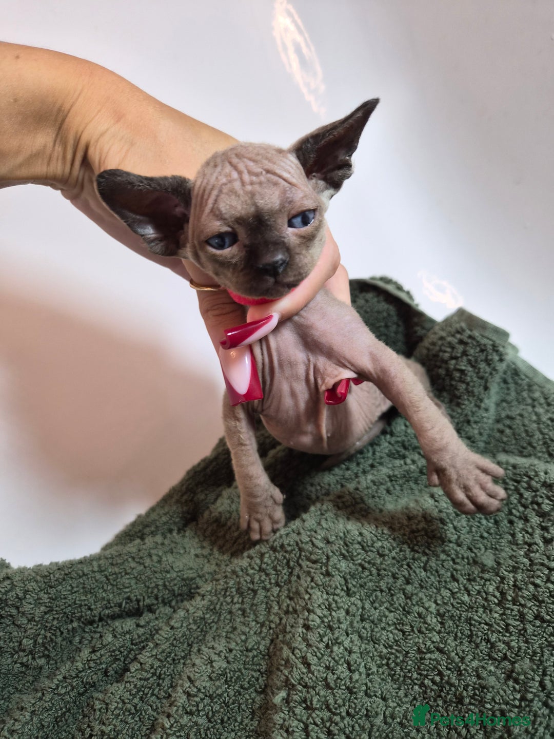 Sphynx cats for sale: Sphynx kittens  - Image 5
