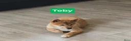 Japanese Shiba Inu dogs for sale: Foxy little shibas - Advert 19