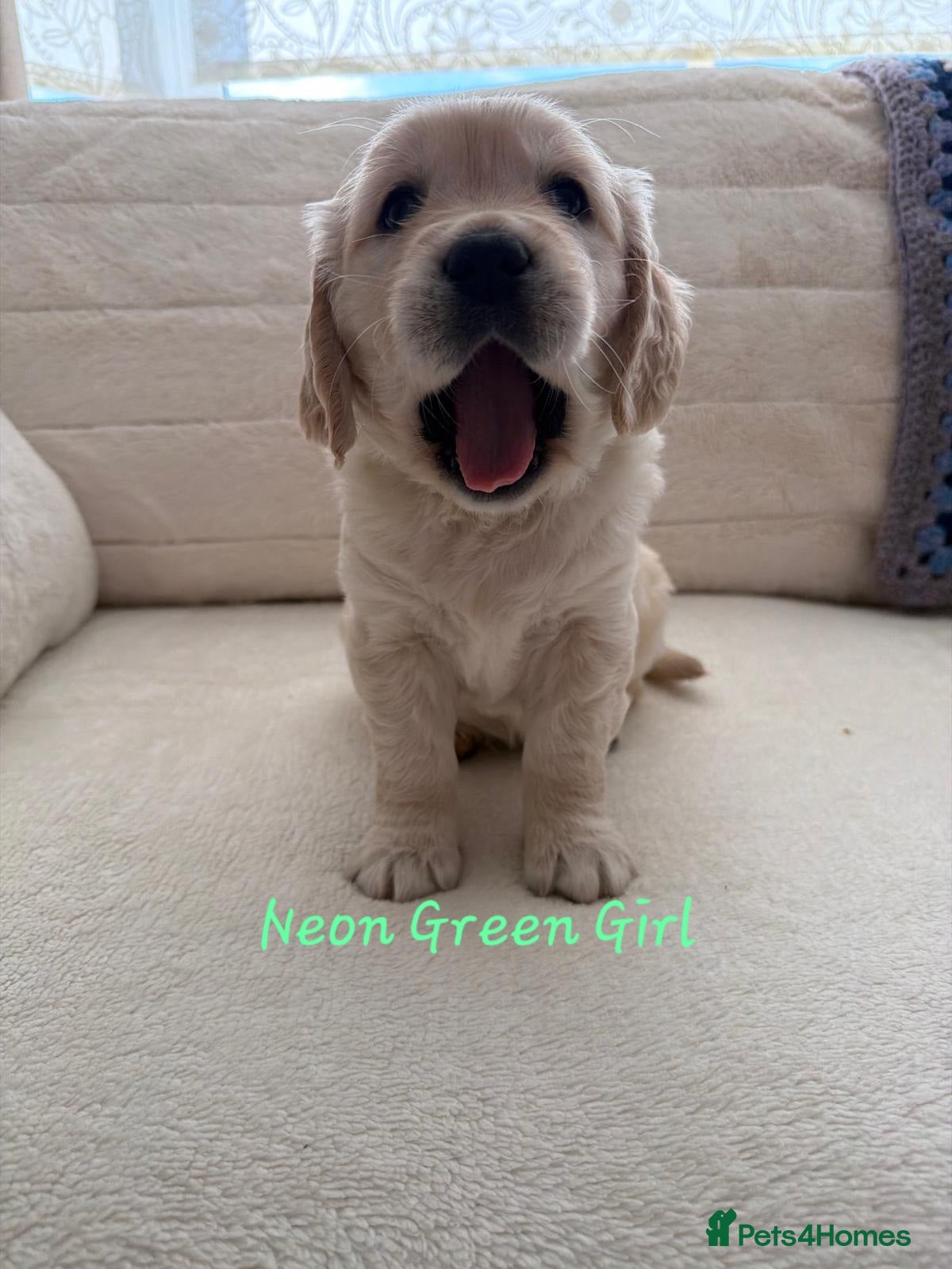 Golden Retriever dogs for sale: Stunning Golden Retriever Pups - Advert 4