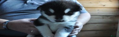 Alaskan Malamute Puppy 1 - Male, dark blue collar