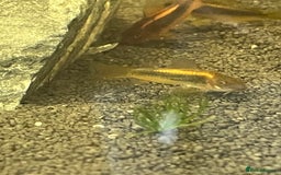 Corys fish for sale: Gold Lazer Corys. £10 - Image 4