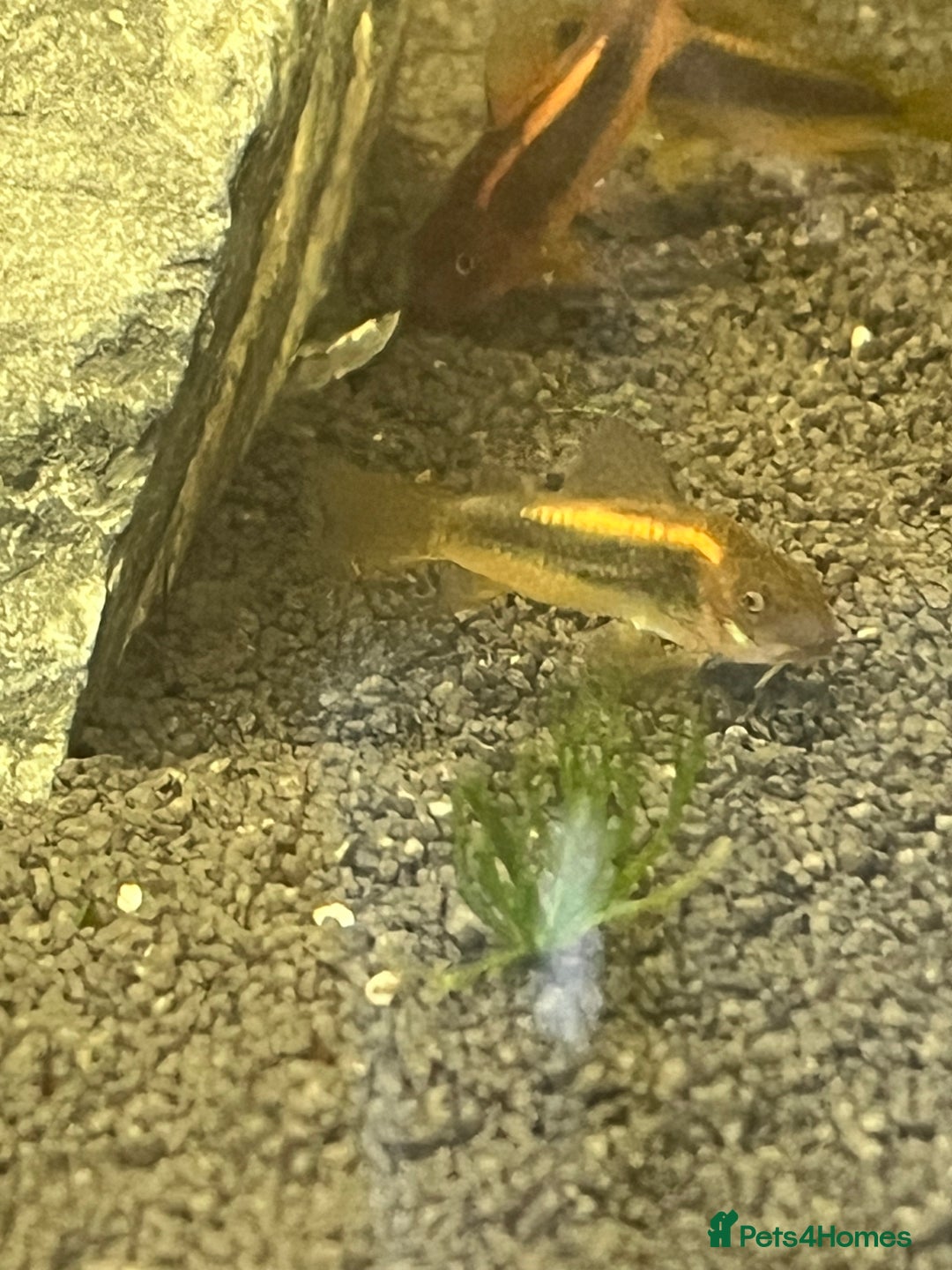 Corys fish for sale: Gold Lazer Corys. £10 - Image 4