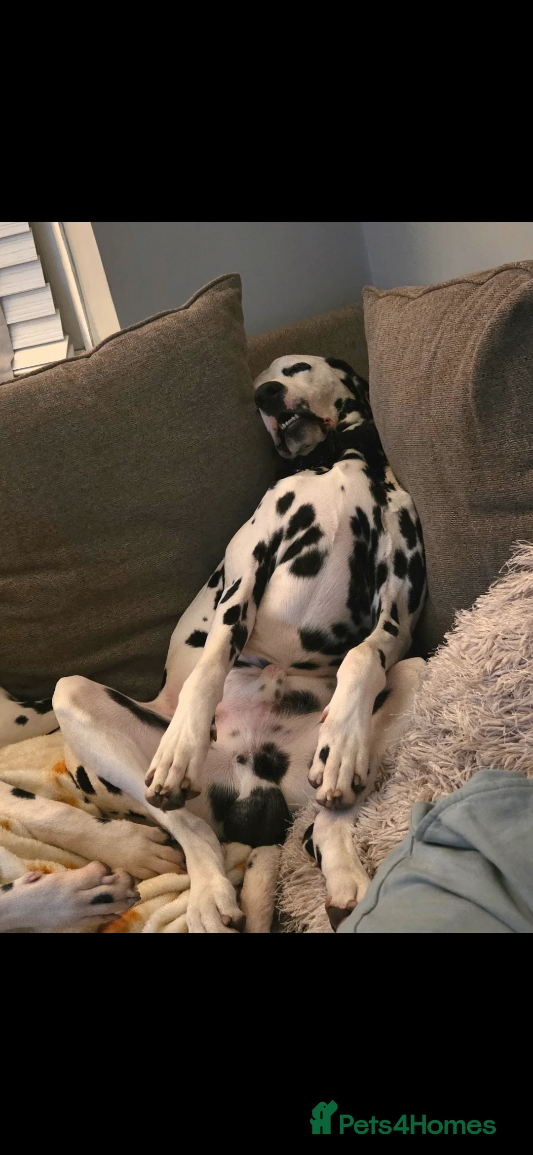 Dalmatian dogs for stud: 100% track record stunning dalmation for stud - Advert 6