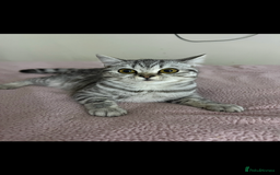 Mixed Breed cats for sale: Kitten  - Image 3