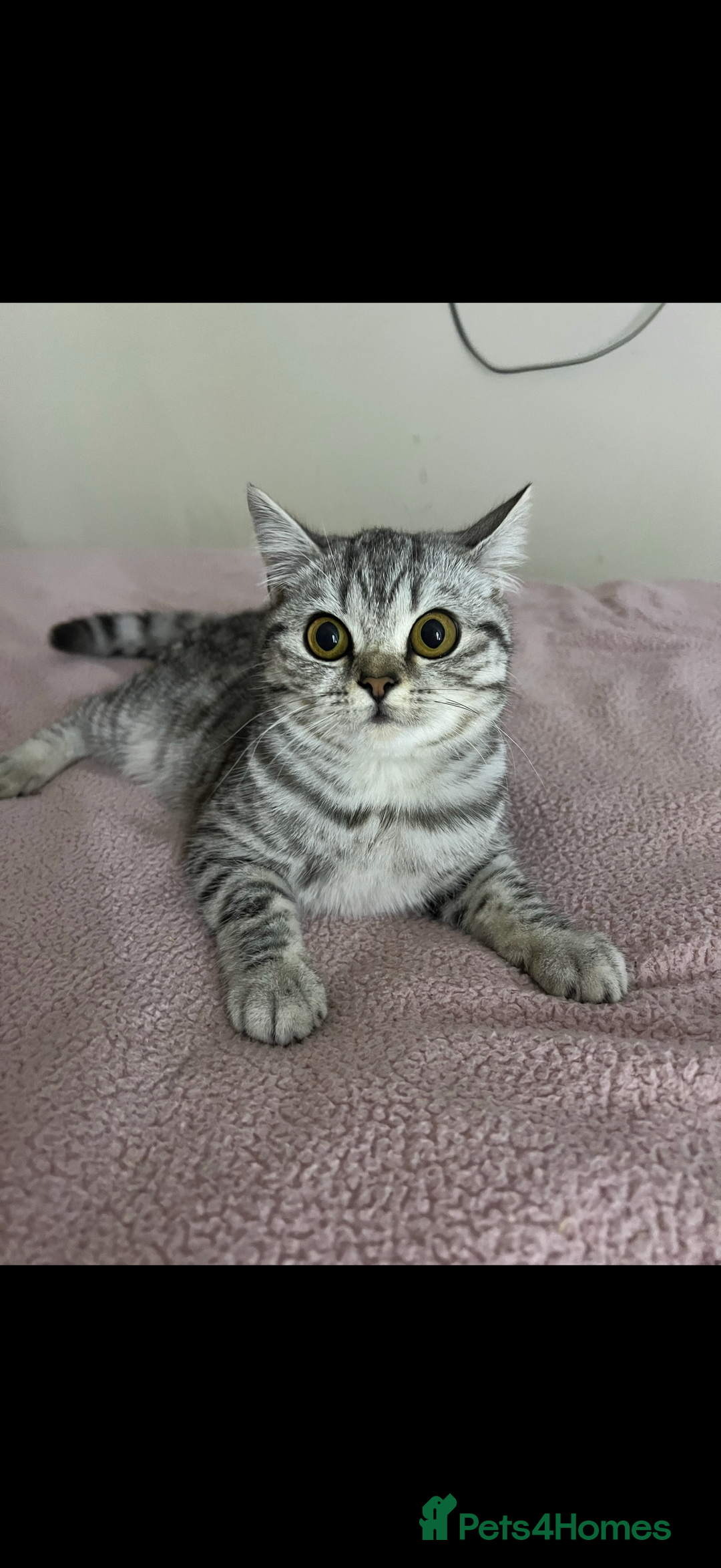 Mixed Breed cats for sale: Kitten  - Image 3