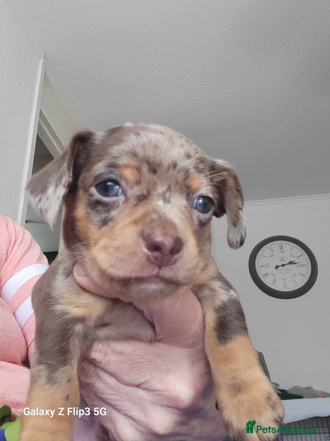 Chiweenie dogs for sale: Chiweenies for sale  - Advert 2