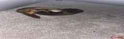 Ferret rodents for sale: Blondie and blackie  - Advert 4