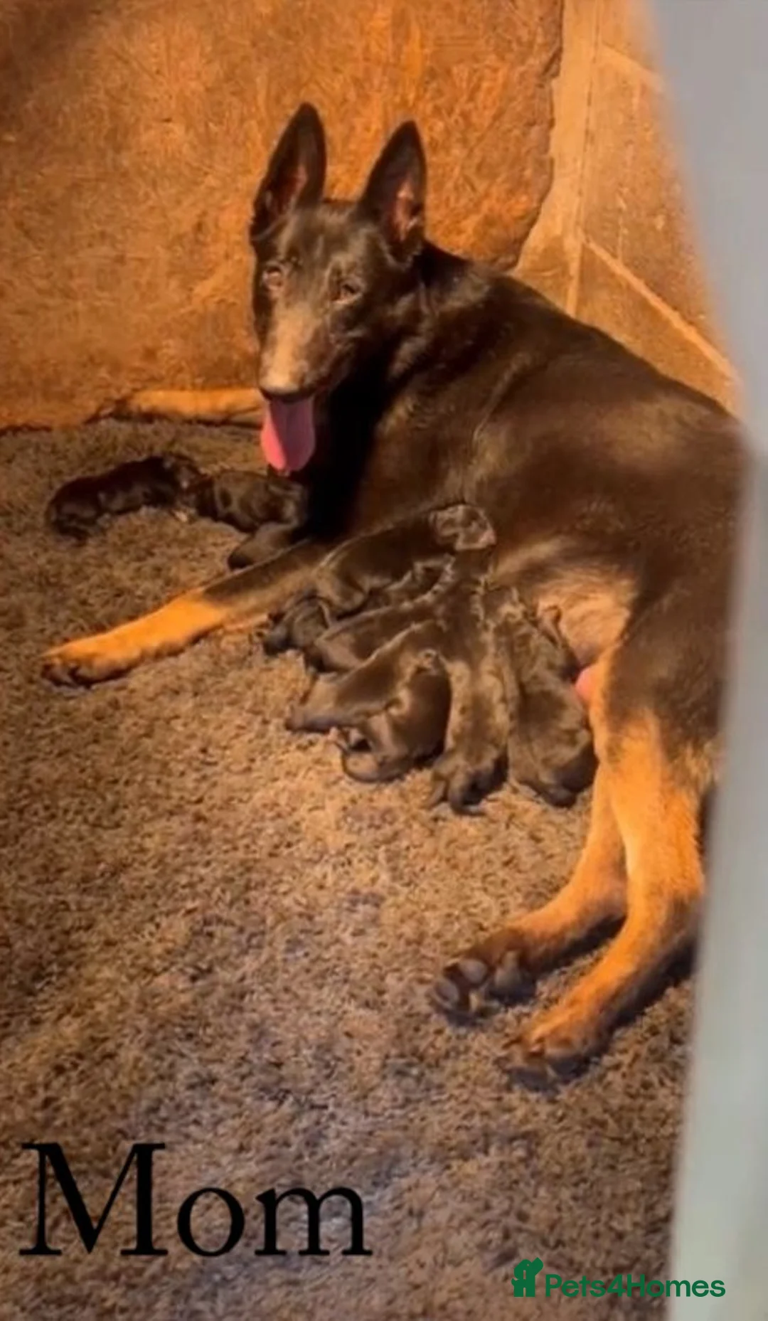 Mixed Breed dogs for sale: 4.5 month old Dutch Herder mix  in Milton Keynes - Advert 8