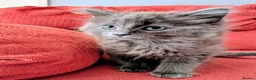 Mixed Breed cats for sale: Stunning Fluffy Kittens  - Advert 40
