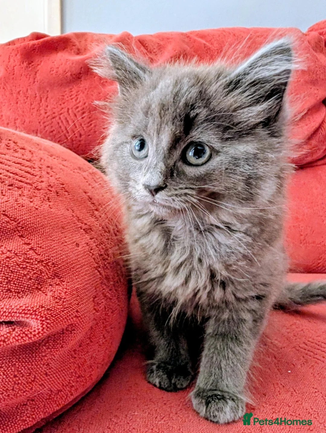 Mixed Breed cats for sale: Stunning Fluffy Kittens  - Advert 40