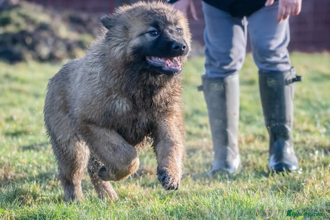 Caucasian Shepherd Dog dogs for sale: Caucasian Shepherd ( Caucasian Ovcharka ) RKC regg - Advert 11