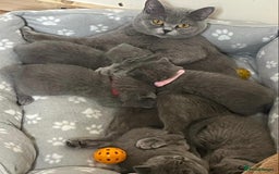 British Shorthair cats for sale: 3 BSH female kittens remaining-  ready now.  - Image 18