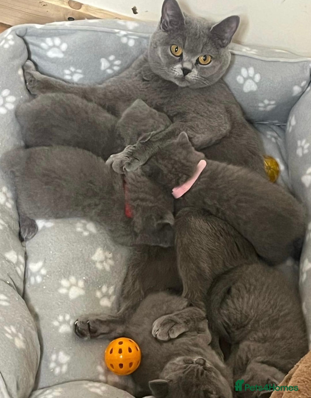 British Shorthair cats for sale: 3 BSH female kittens remaining-  ready now.  - Image 18
