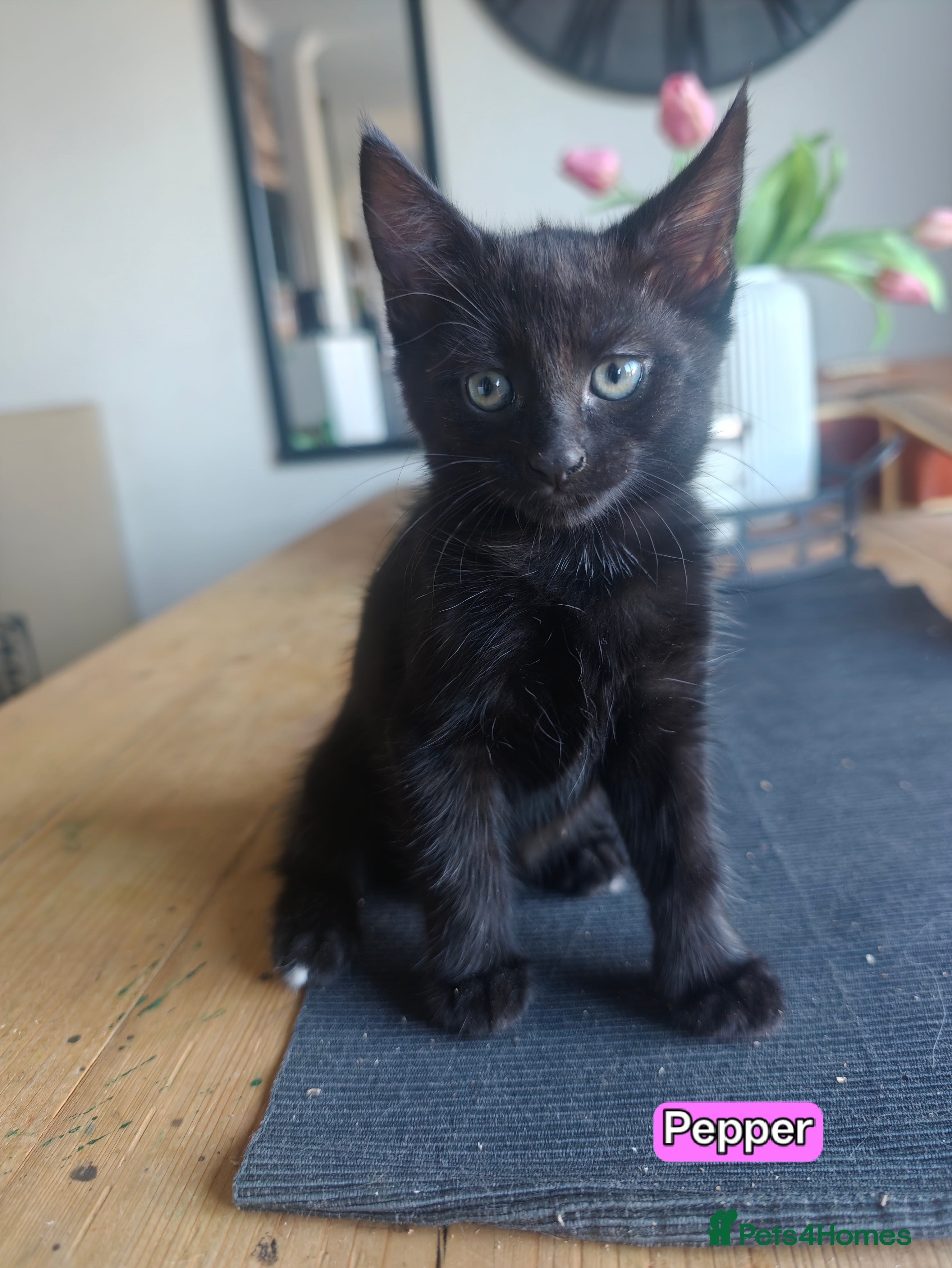 Mixed Breed cats Beautiful Mixed Maine Coon Kittens. - Advert 2