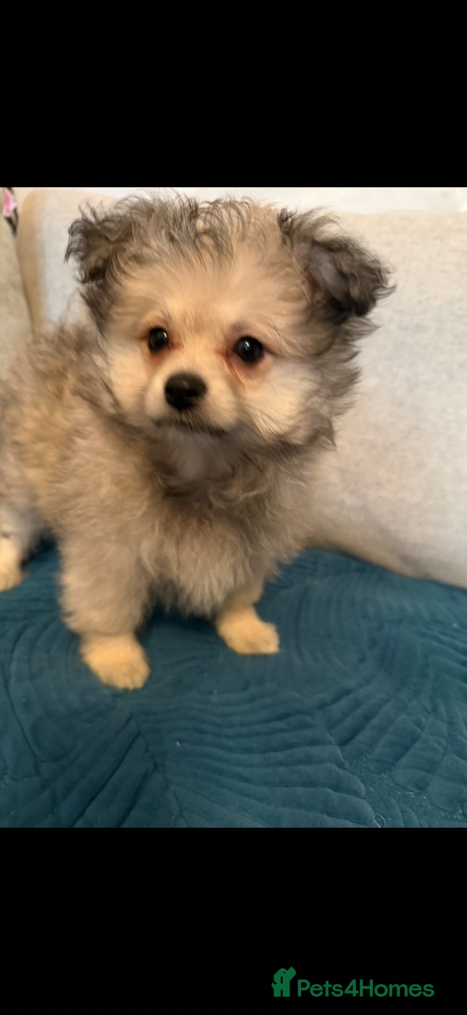 Mixed Breed dogs REDUCED Shihtzu x Pomeranian health checked  - Advert 1