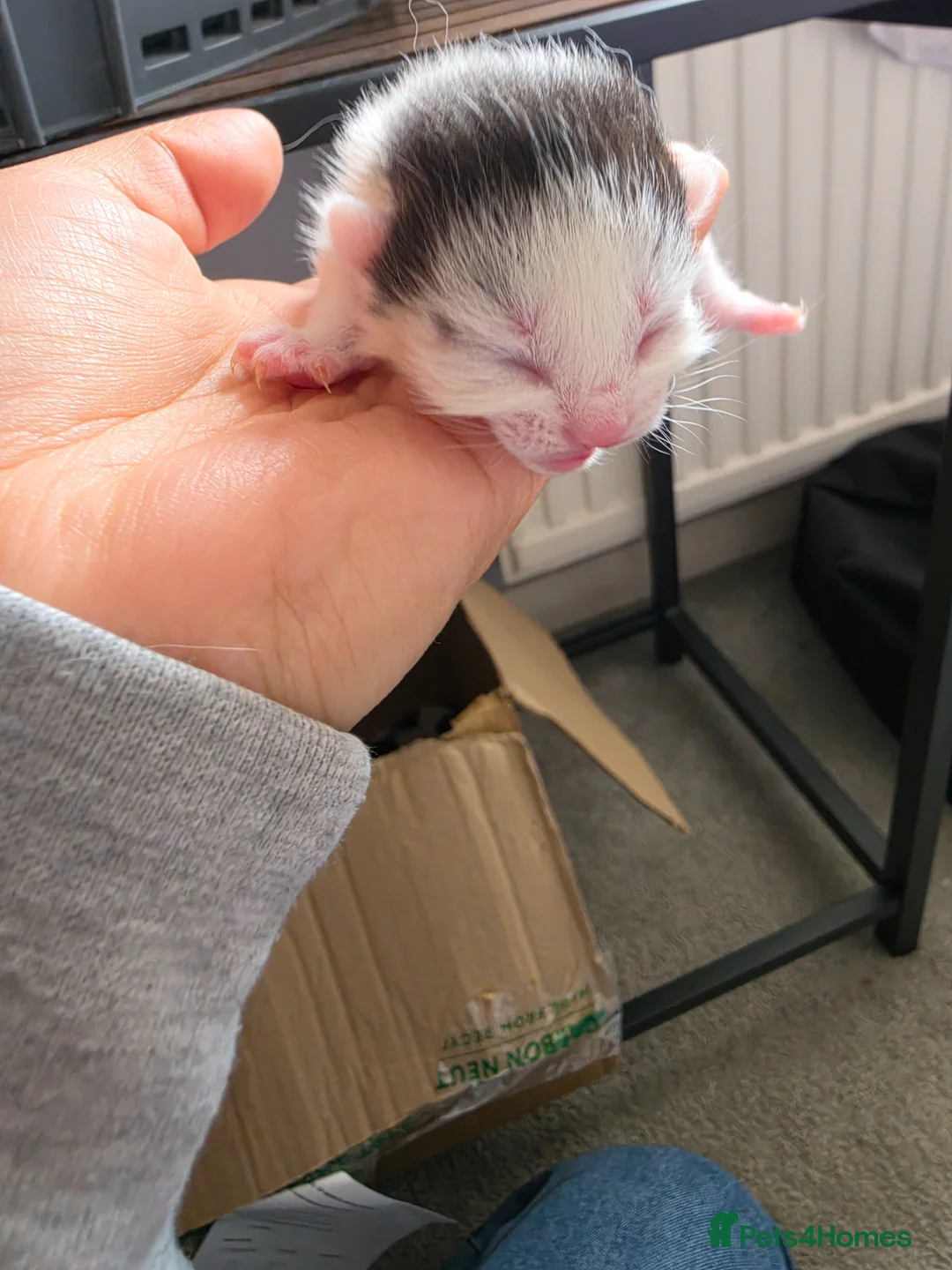 Mixed Breed cats for sale: Kittens - Advert 2