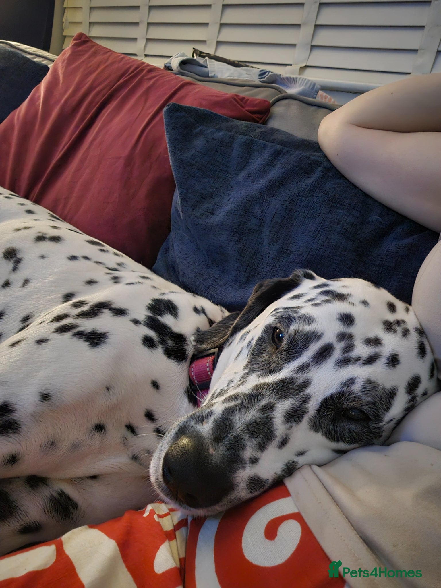Dalmatian dogs Experienced Dog Owner needed for Arsha - Advert 1