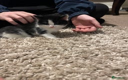 Mixed Breed cats for sale: 2 kittens looking for forever homes  - Image 1