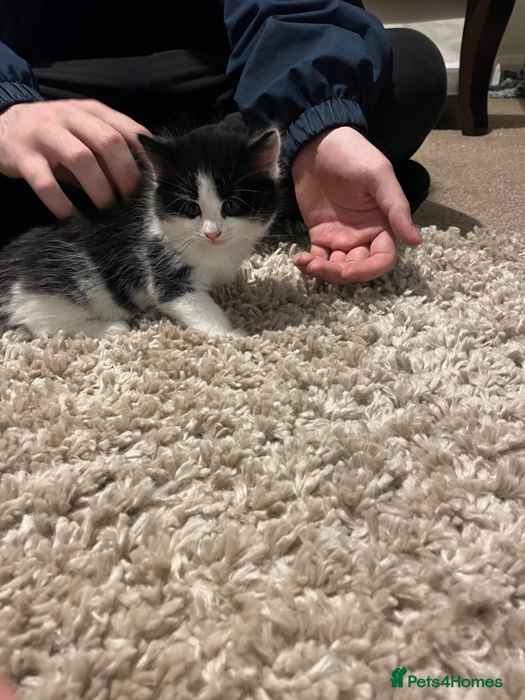 Mixed Breed cats for sale: 2 kittens looking for forever homes  - Image 1