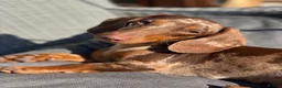 Miniature Dachshund dogs for sale: Beautiful Sisters looking for new home - Advert 2