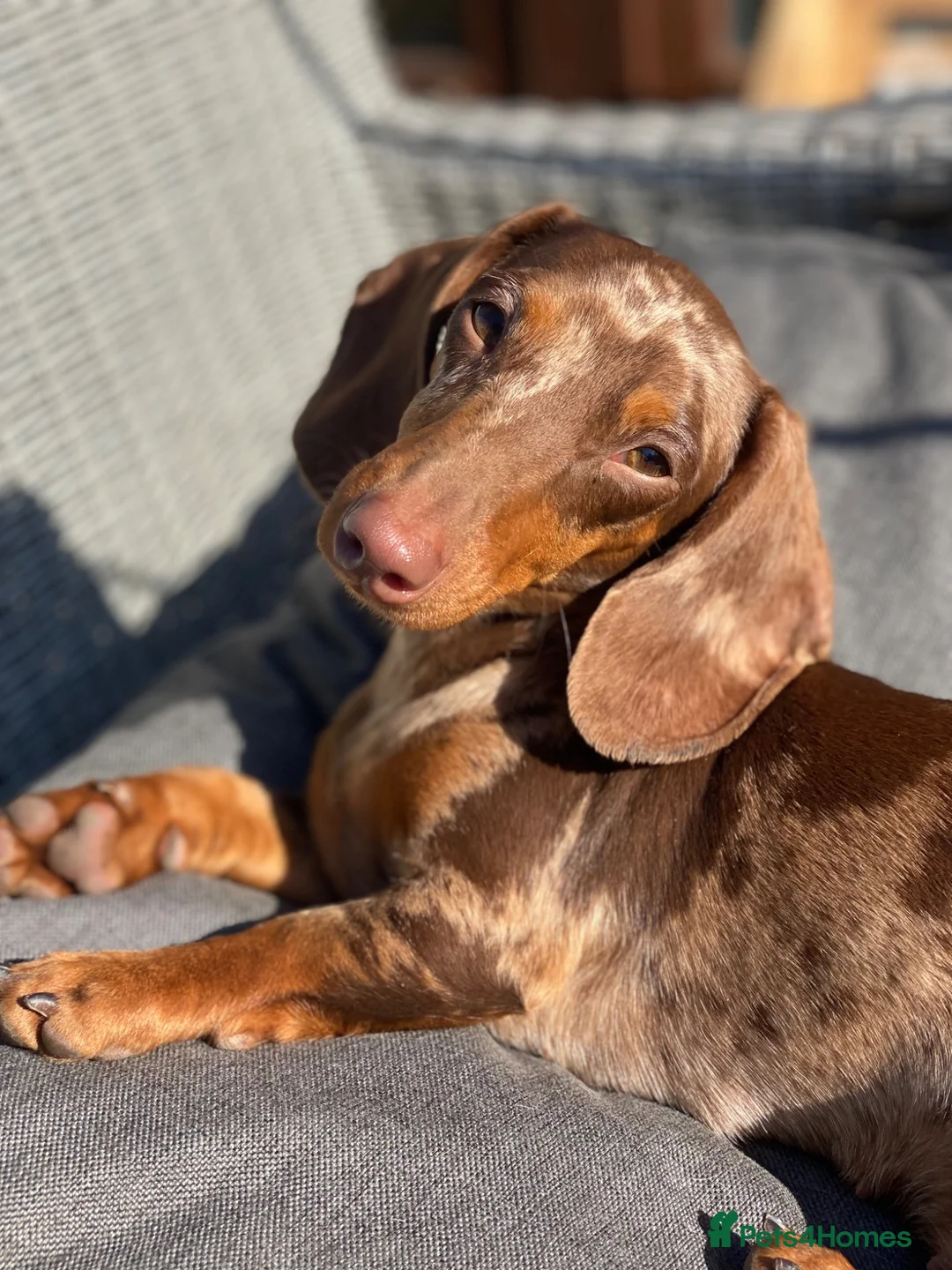 Miniature Dachshund dogs for sale: Beautiful Sisters looking for new home - Advert 2