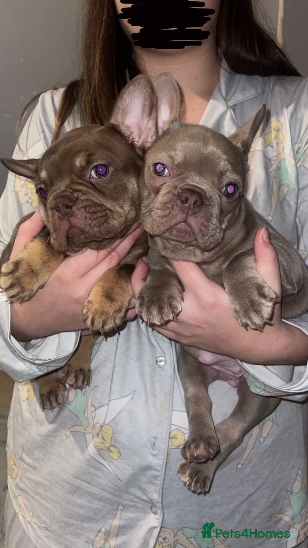 French Bulldog dogs for sale: 2 female French bulldog puppies for sale  - Advert 5