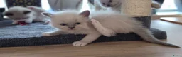 Ragdoll cats for sale: Gorgeous Ragdoll ready to leave 11 July - Advert 36