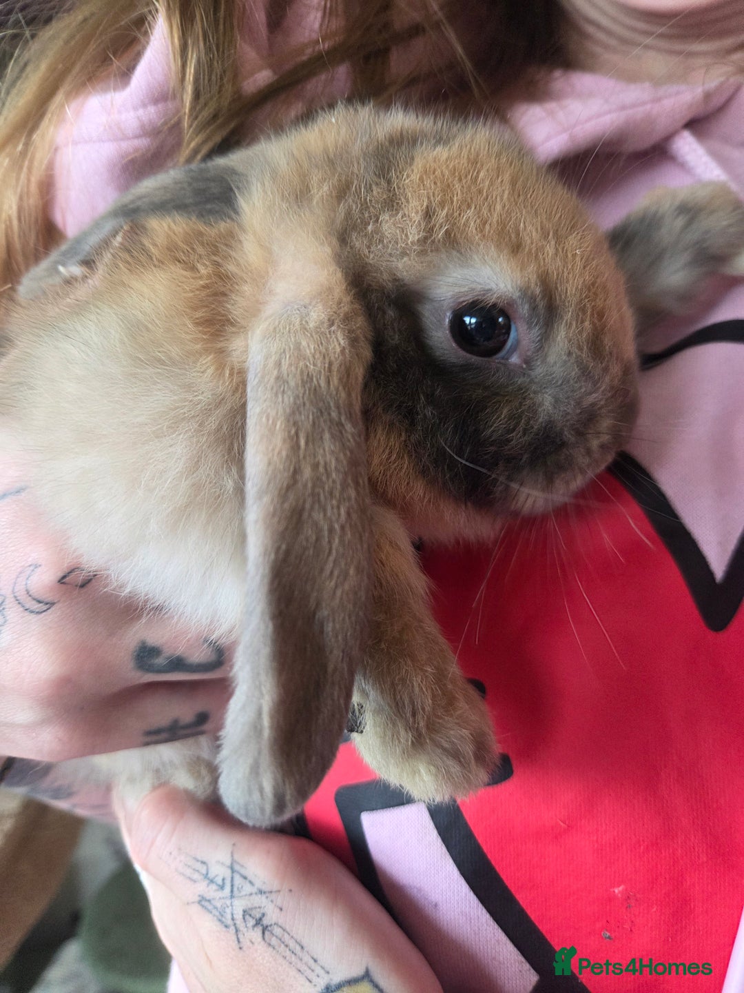 Mini Lop rabbits for sale: 🐰 Mini Lop Rabbits – Loving Homes Wanted 🏡 - Advert 11