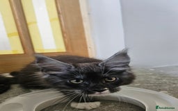 Maine Coon cats for sale: Tica registered maine coon kitten - Image 12